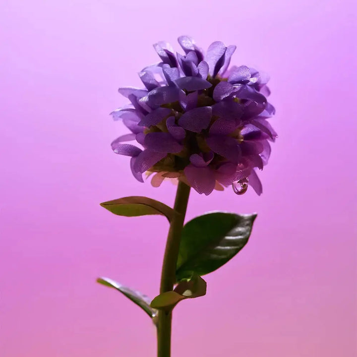 Bakuchiol Plumping Serum Eqqualberry Global JOLIE'S